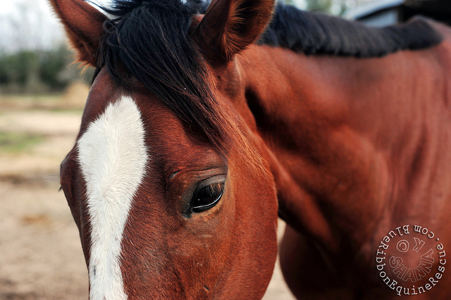 One of our many rescue horses who was rehabilitated and given a new chance at a good life.